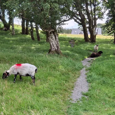 Orman Evi Wooly Huts